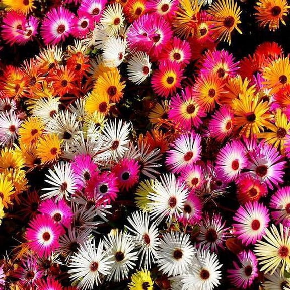 Daisy ICE PLANT LIVINGSTONE Mix 2000 Seeds - Mother Nature's Seeds - Wildflower Seeds - Flower Seeds for Planting - Non-GMO