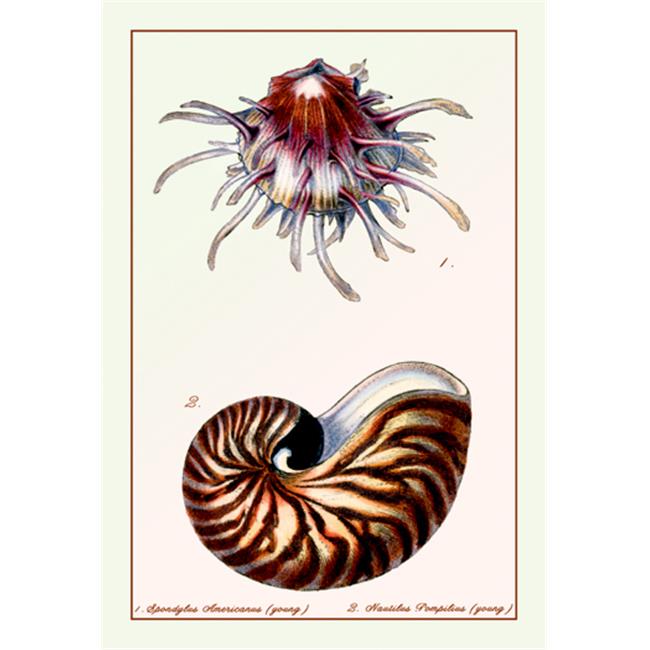 Buy Enlarge 0-587-11708-7P12x18 Scallop Over Nautilus- Paper Size