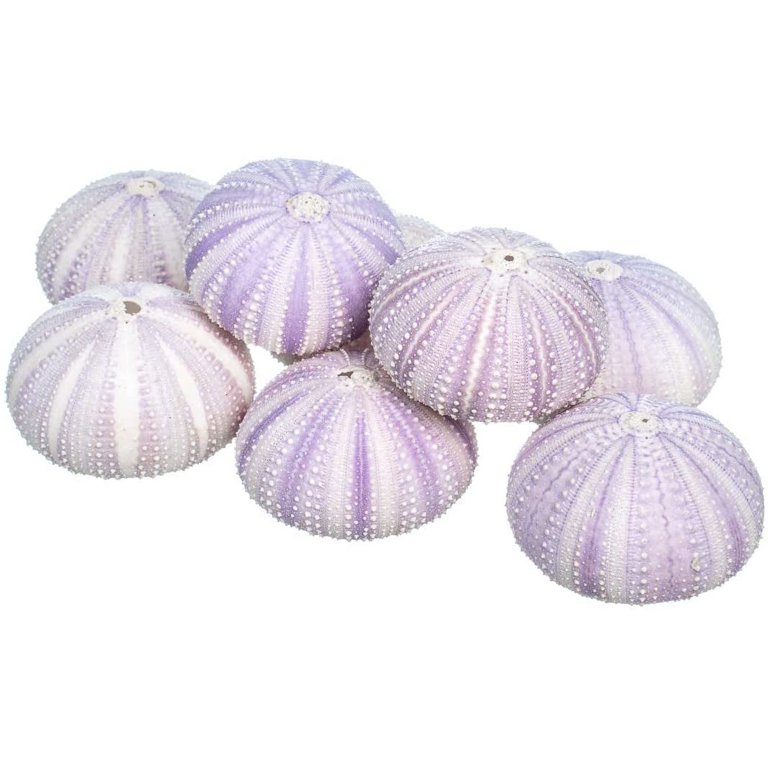 Sea Urchin Imperfect Pink s - Set Of 10 Sea Urchins Shells