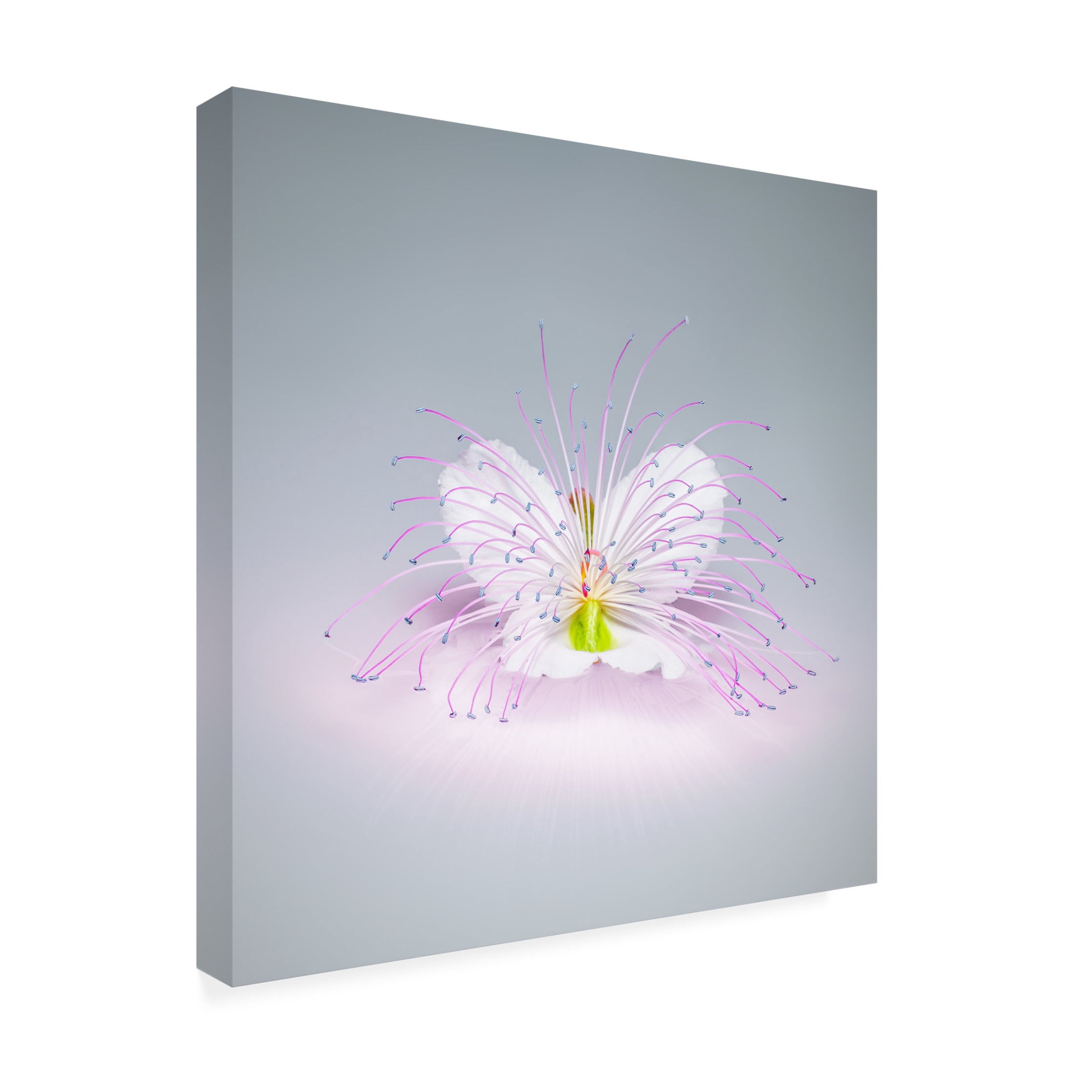 Canvas Wall Art - Rico Cavallo 'Caper Flower' Wall Art for Living Room, Bedroom, or Office Décor by Trademark Fine Art - 14 x 14 Inches