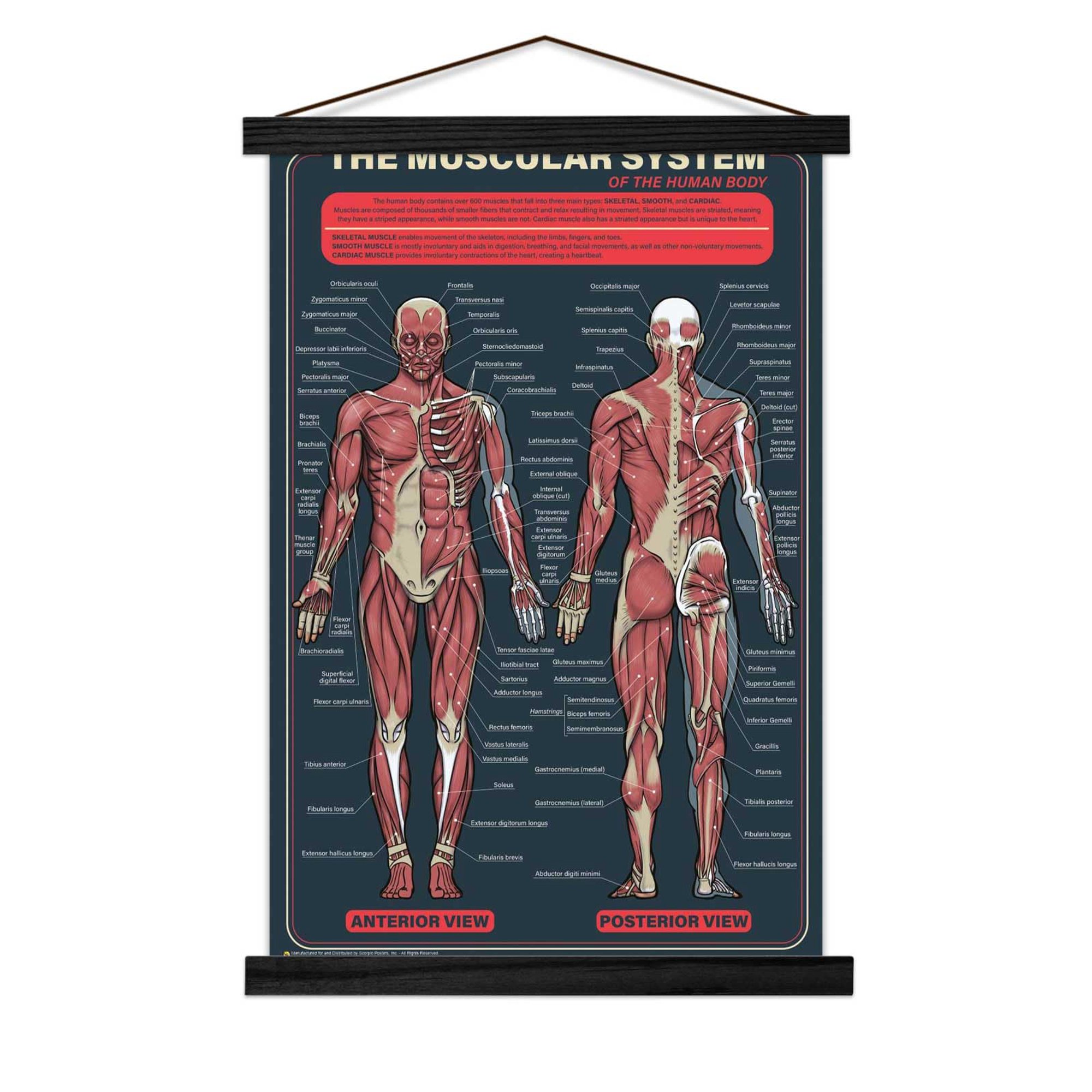 The Muscular System Poster - 11 x 17 - with Black Poster Holder