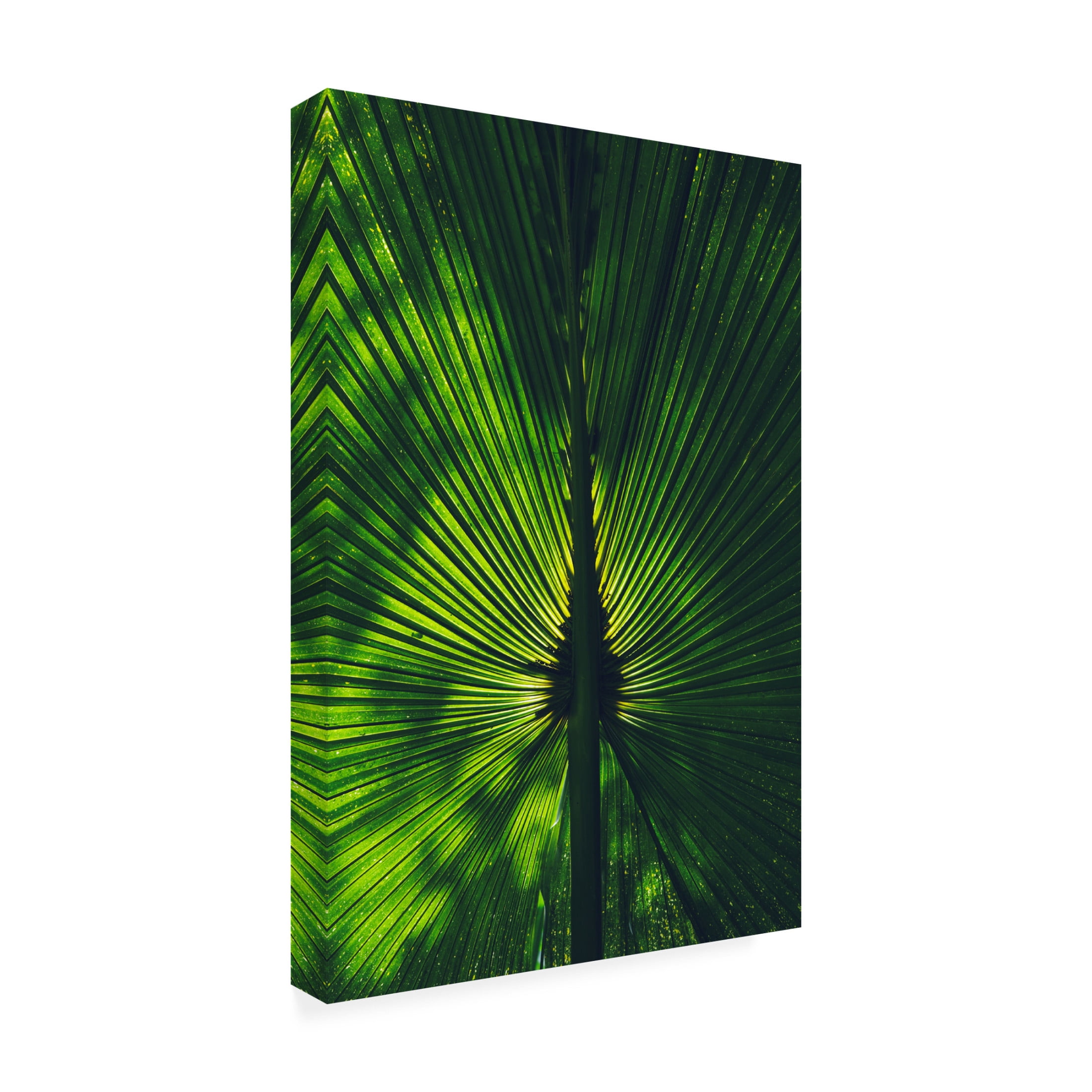 Trademark Fine Art Miguel Alcantara Background Lighted Palm Tree Leaf Canvas Wall Art