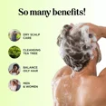thumbnail image 2 of Tea Tree Shampoo for Men and Women, 2 of 3