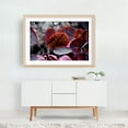 thumbnail image 6 of Bleeding Purple Smoke Bush Leaves - Berlin Germany Photography Botanical Nature Autumn Floral Abstract Psychedelic Unframed Wall Art Print 4 x 6 inches, 6 of 7