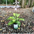thumbnail image 3 of June Variegated Hosta ( miniature size ) - Live Plant - ( 1 QT ), 3 of 5