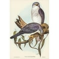 thumbnail image 2 of Gould, John 11x14 Black Modern Framed Museum Art Print Titled - New Holland Goshawk-Astur Nova-Hollandix, 2 of 4