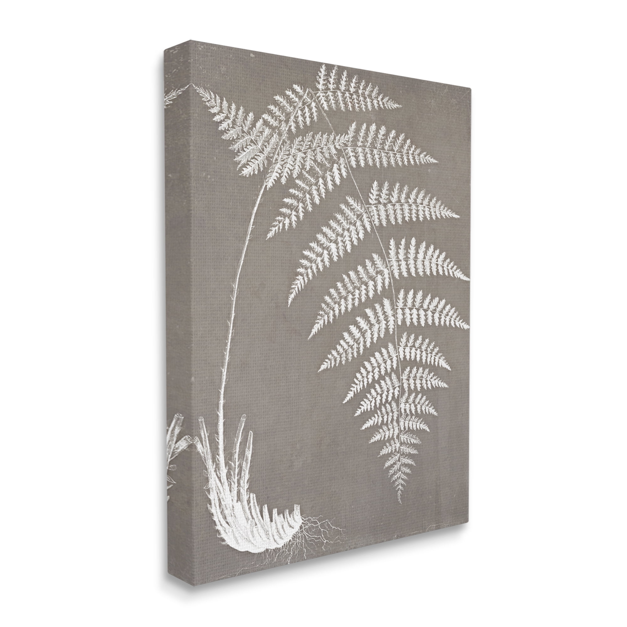 Stupell Industries Fern Leaves Roots Growing Botanicals Neutral Tones Graphic Art Gallery Wrapped Canvas Print Wall Art, Design by Graffitee Studios