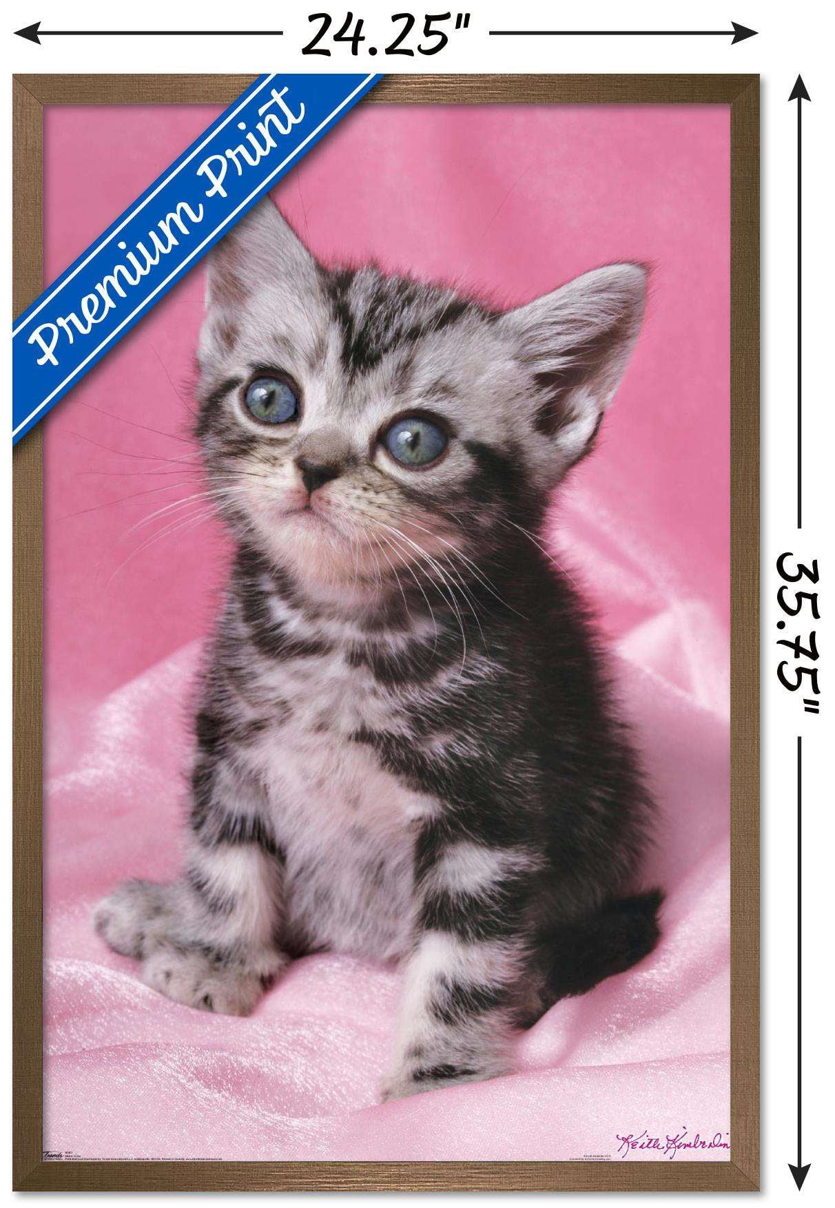 Keith Kimberlin - Kitten - Cute Wall Poster, 22.375" x 34", Framed