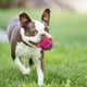 thumbnail image 1 of 10 Uds. Cuerda para masticar para cachorros, entrenamiento dental para perros, cachorros, juego de juguetes para masticar, Limpieza de dientes de algodón para perros pequeños, medianos y grandes JShteea El nuevo, 1 of 9