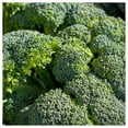 thumbnail image 4 of Everwilde Farms - 500 Green Sprouting Calabrese Broccoli Seeds - Gold Vault Jumbo Bulk Seed Packet, 4 of 4