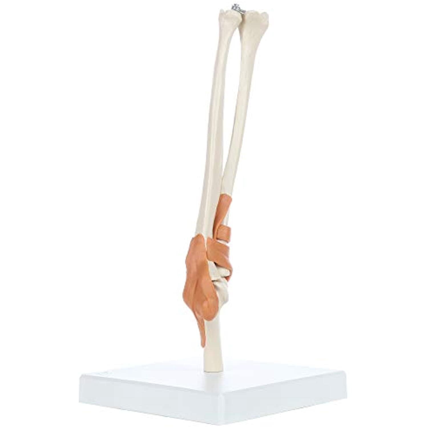 Rudiger Anatomie Functional Elbow Joint with Ligaments