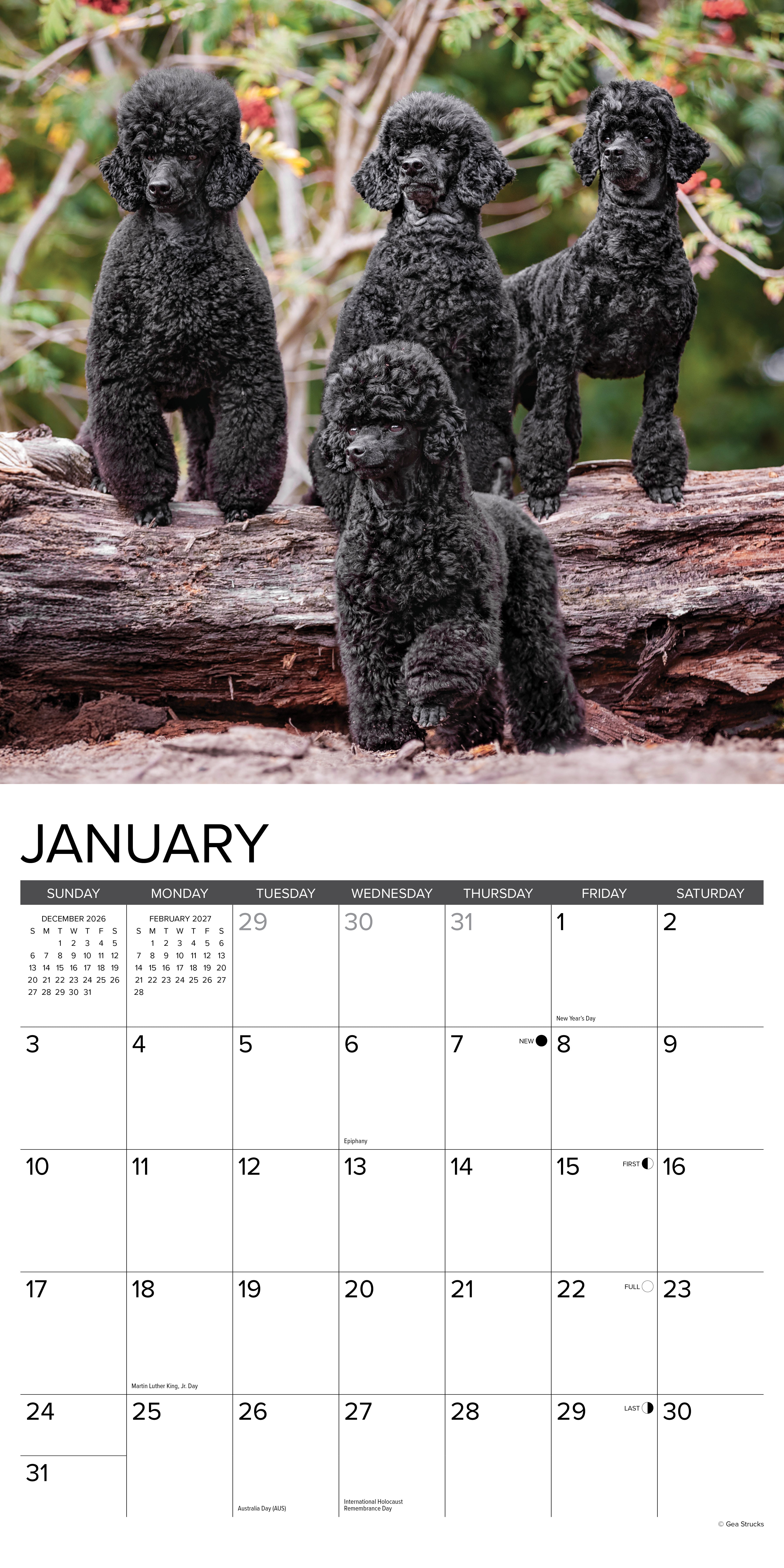 Willow Creek Press, Toy & Miniature Poodles 2027 Wall Calendar