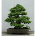 Rare Plant Tree Seeds OIF8 20+ Trident Maple Seeds (Acer buergerianum