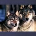 thumbnail image 3 of CafePress - Two Wolf Long Sleeve T Shirt - Long Sleeve Dark T-Shirt, 3 of 4