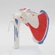thumbnail image 2 of Muscle Shoulder Model, Human Anatomy Right Shoulder Joint Muscle Model, Doctor Office and Classroom, 2 of 5