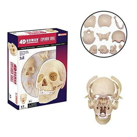 puzzle skull 3d anatomy exploded 4d human master