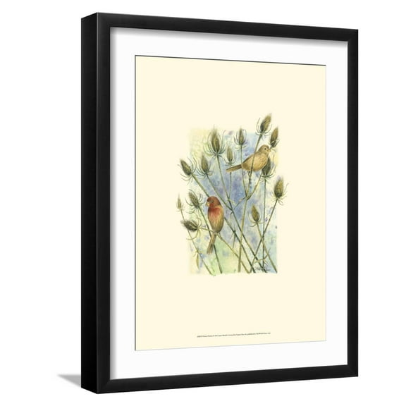 Art.com House Finches Art Print by Janet Mandel, Black Frame Wall Art, 17" x 21"