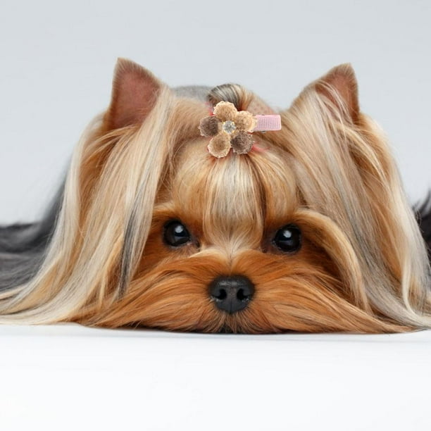 Herwey Dog Hair Accessory Pet Hairpin 10 Lot Hair Accessories For Pets Puppy Dog Cat Grooming Floral Hairpins Hairs Clips