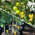50-pack-fruit-fly-traps-sticky-fungus-gnat-non-toxic-odorless-insect