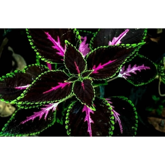 Park Seed Giant Exhibition Complete Mix Coleus Seeds, Popular Colorful ...
