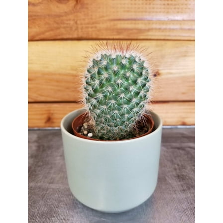 Mammillaria Spinosissima, 2" Plant, The Plant Farm