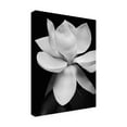 thumbnail image 4 of Trademark Fine Art Michael Harrison Magnolia Canvas Wall Art - 14x19, 4 of 4