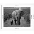 thumbnail image 5 of Art.com Mother and Calf, African Elephant (Loxodonta Africana), Addo National Park, South Africa, Africa Photographic Print by Ann & Steve Toon, White Frame Wall Art, 40" x 32", 5 of 5