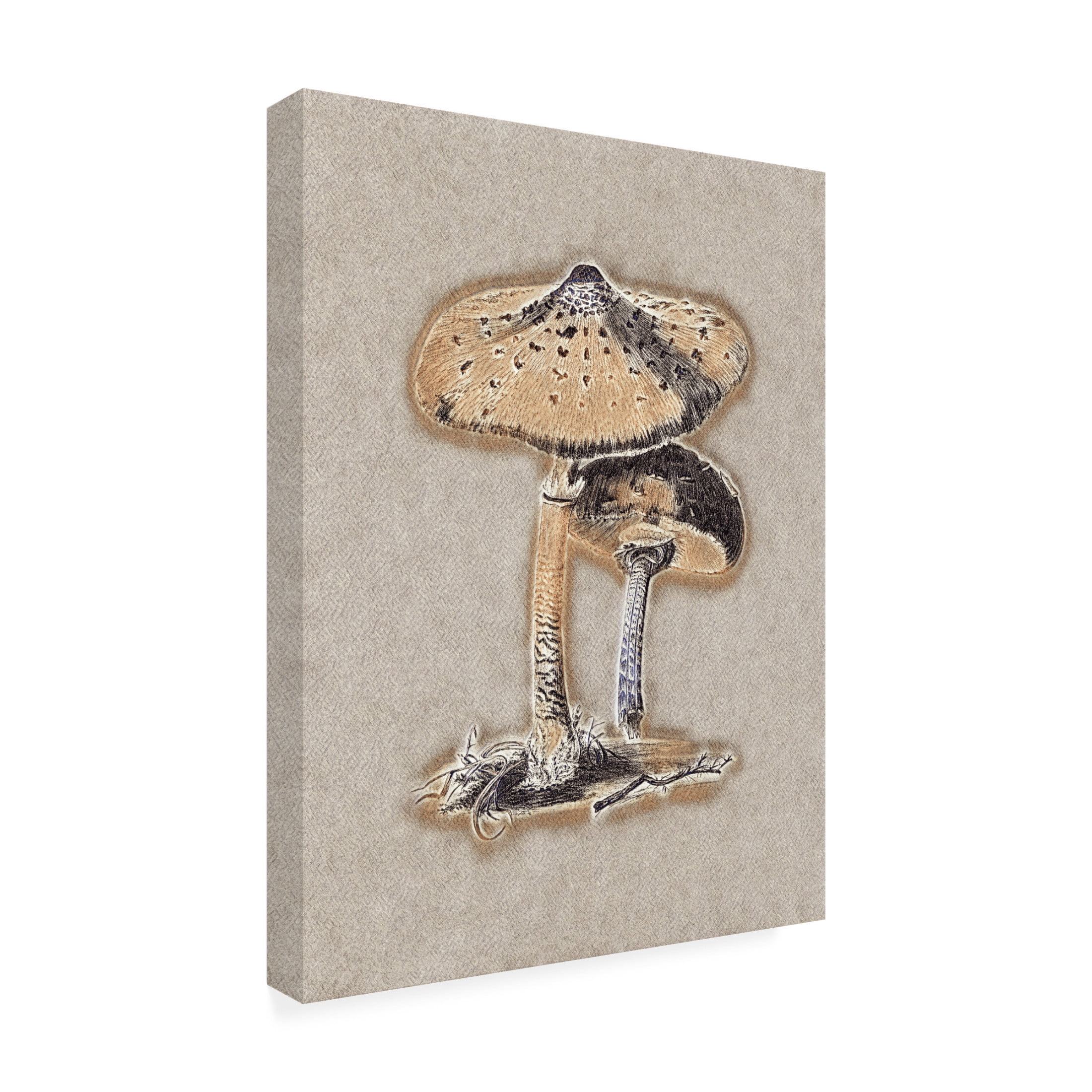 Trademark Fine Art Pictufy Hand Drawn Parasol Mushroom Brown Canvas Wall Art