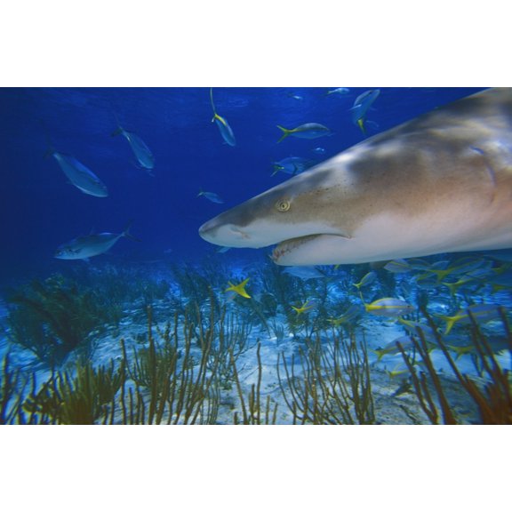 Lemon Shark ( Negaprion Brevirostris ) Canvas Art - Carson Ganci Design Pics (38 x 24)
