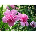 thumbnail image 4 of 50 Mixed Colors ROSE Of SHARON HIBISCUS Syriacus Flower Tree Bush Seeds Mix, 4 of 11