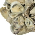 thumbnail image 6 of Things2Die4 Set of 2 Coastal Hanging Decor: 9-inch Oyster Shell Sphere Ornament, 6 of 6