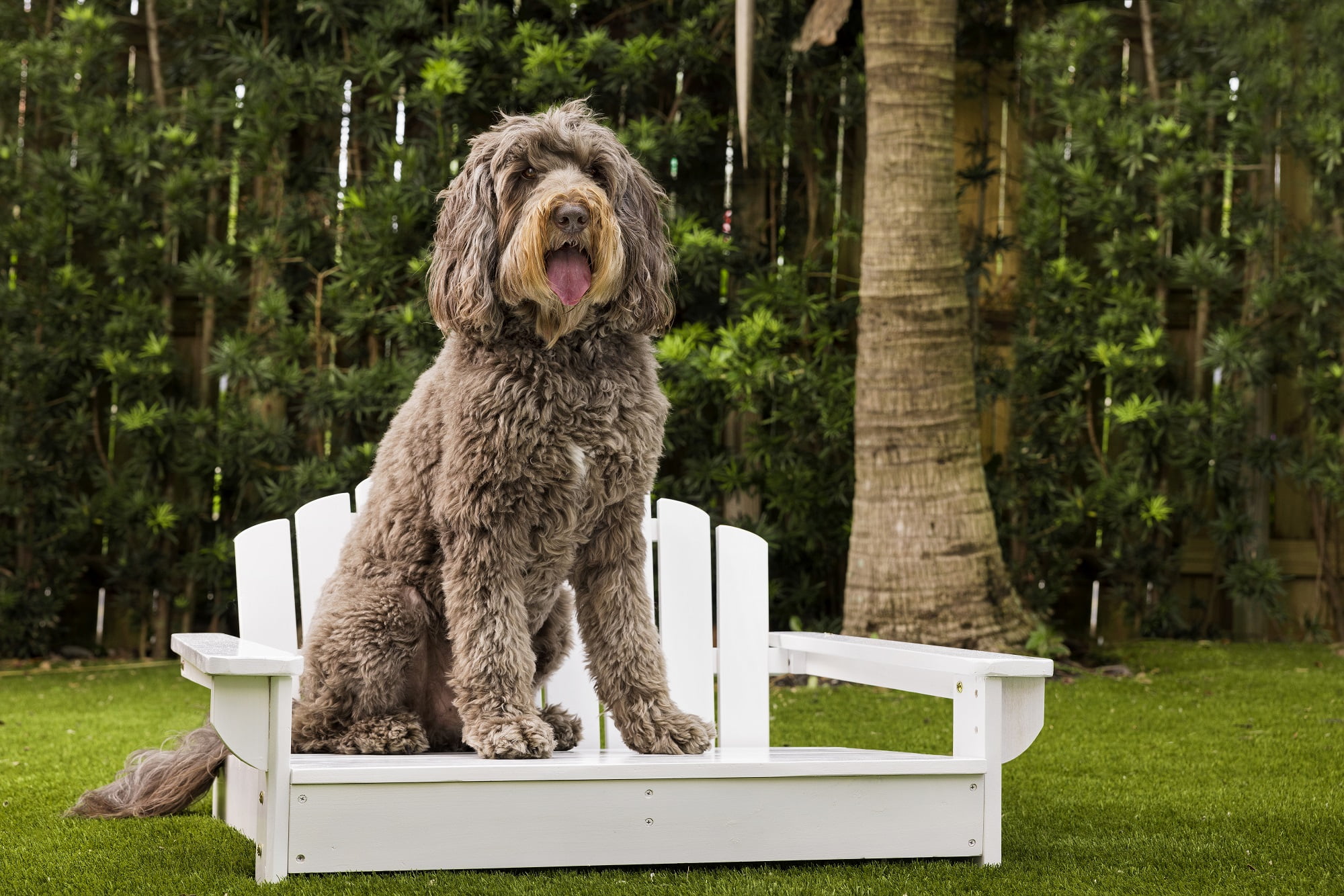 Adirondack dog bed online