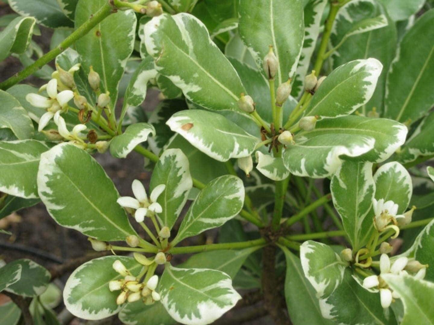 Variegated Pittosporum  10 Live Plants  Pittosporum Tobria Variegatum  Evergreen Border Accent Hedge Shrub