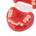 thumbnail image 5 of Dental Typodont Orthodontic Teeth Model Teaching Tool 24 Teeth Resin Dental Demonstration Study Model, 5 of 5