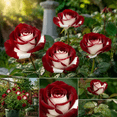 thumbnail image 3 of Rose, Low Maintenance - Easy Grow - Ideal for Beds Borders, Plant Pots & Planters, 3 of 7