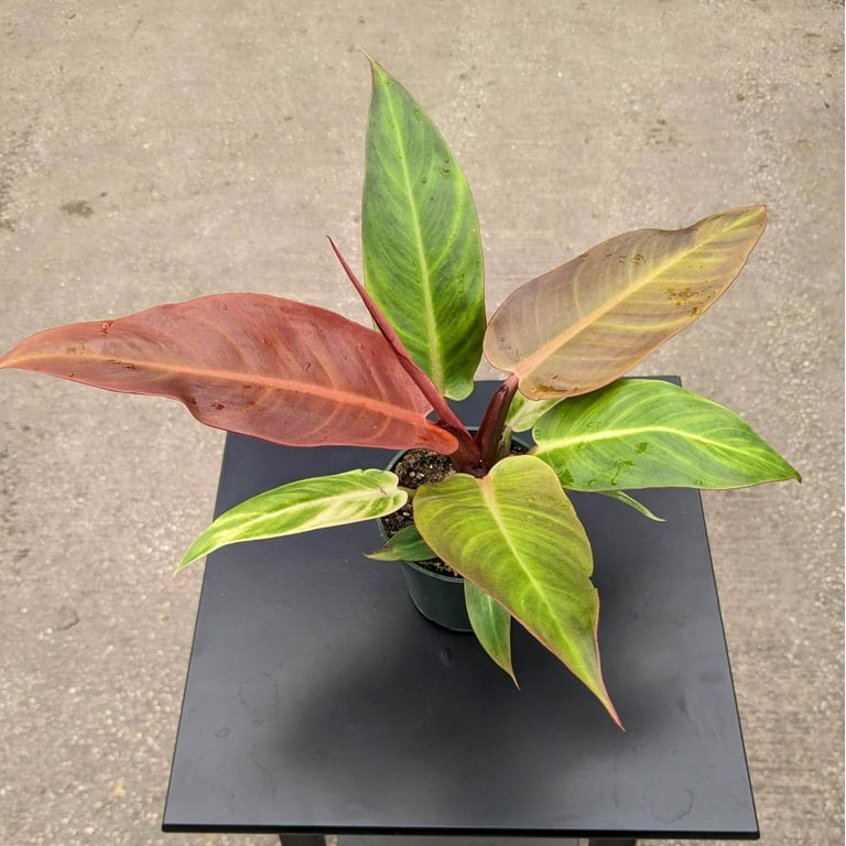 Sun Red Philodendron-Fast Growing Tropical Plant 6" Pot - Walmart.com