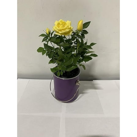 4" Colored Paint Cans (Yellow)