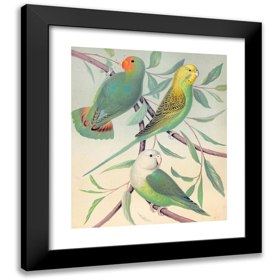 W. A . Blakston 12x14 Black Modern Framed Museum Art Print Titled - Red-Headed Love-Bird, Grass Parakeet, Madagascar Love-Bird (1878)
