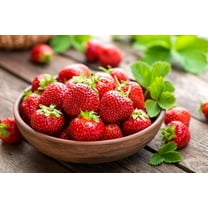Yambu Strawberry Roots to Grow Large and Delicious Red Strawberries Healthy Rootstock 5 Plant