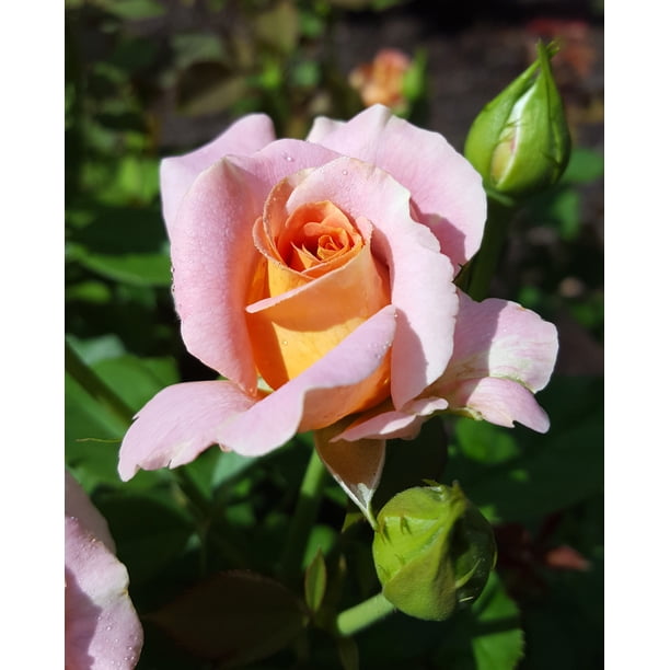 Expert Gardener Dormant Packaged Garden Rose Live Shrub (1-Each