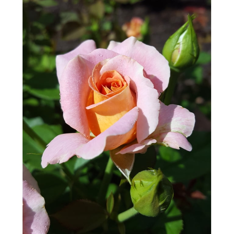 Expert Gardener Dormant Packaged Garden Rose Shrub with Fragrant