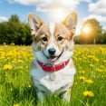 thumbnail image 3 of Fournitures pour Animaux Localisateur Intelligent pour Chats et Chiens avec Suivi Historique des Routes Dispositif de Localisation Réel pour Utilisation Intérieure Extérieure Android Compatible Durable TPR, 3 of 6