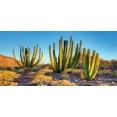 thumbnail image 4 of Cactus Piggy Bank, Photo of Nature Desert Cactus with Spikes and Mountains Open Clear Sky Image Print, Ceramic Coin Bank Money Box for Cash Saving, 3.6" X 3.2", Multicolor, by Ambesonne, 4 of 4