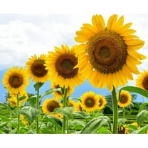 Mammoth Sunflower Seeds for Planting - Grow Giant Sunflowers (100 Seeds)