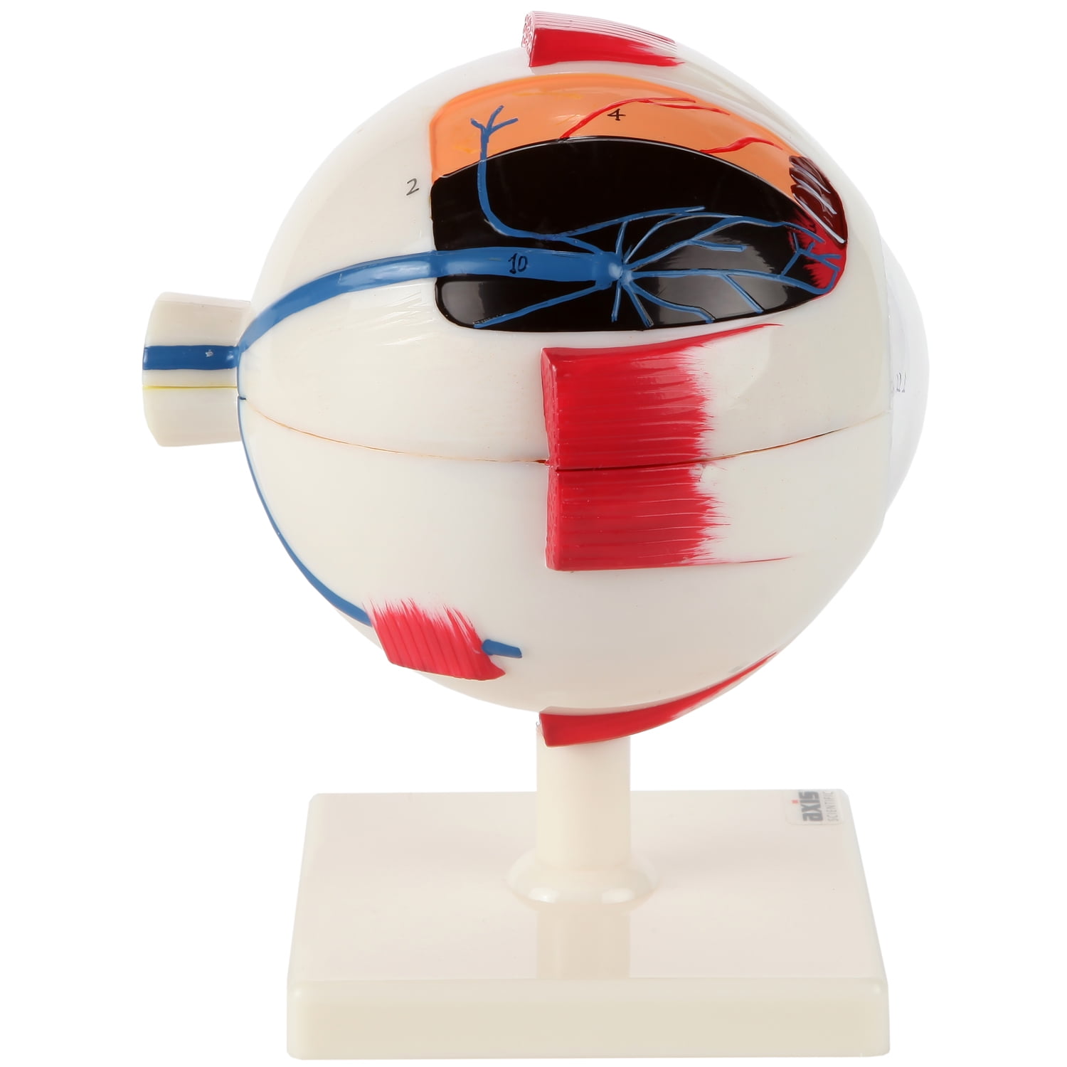 Eyeball 4D Anatomy Model – Exploratorium