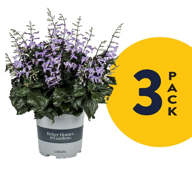 Better Homes & Gardens 2.5QT Purple Plectranthus Partial Shade Live