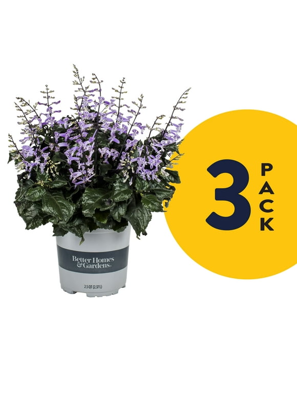 Annuals in Live Plants