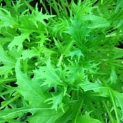 210 Seeds Mizuna Japanese Mustard Seeds – Crisp & Mild Asian Greens – Perfect for Salads and Soups - Non GMO Heirloom Greens – Easy to Grow