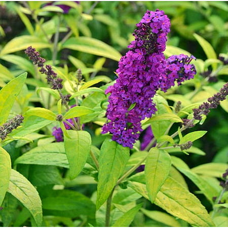BUZZ Crown Jewels Variegated Butterfly Bush - Buddleia - Fragrant - Gallon