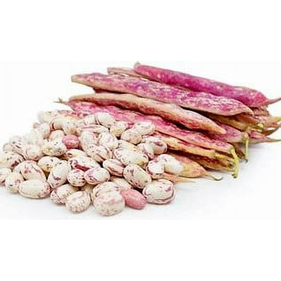 Taylor Dwarf Horticultural Bush Bean Seeds - 500 Count Seed Pack - A True Classic with Beautiful Color and Texture, a Must Have in Any Garden - Country Creek LLC